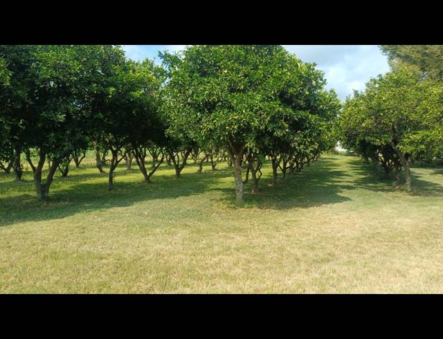 249.90HA FARM FOR SALE IN WATERVAL S H